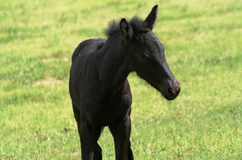 Baby, animal, horse, stallion, cavalo HD wallpaper