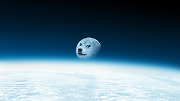 Dog Doge Meme - WallDevil HD wallpaper