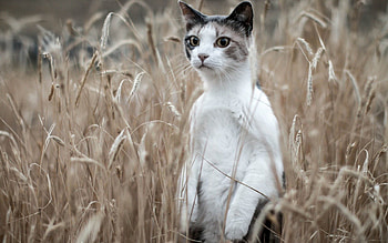 Animals, Grass, Cat, Worth HD wallpaper