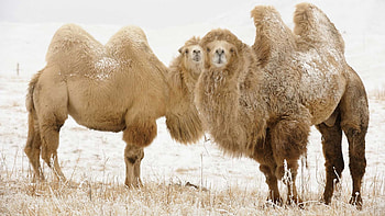 Couple, Camels HD wallpaper