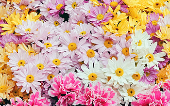Plants, Flowers, Background HD wallpaper