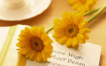 Plants, Flowers HD wallpaper