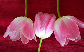 Side by side, tulip, pink, white, tulips, spring HD wallpaper