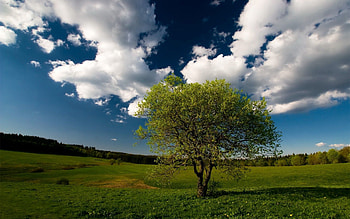 Nature, Grass, Sky, Clouds, Wood, Tree, Field, Meadow HD wallpaper