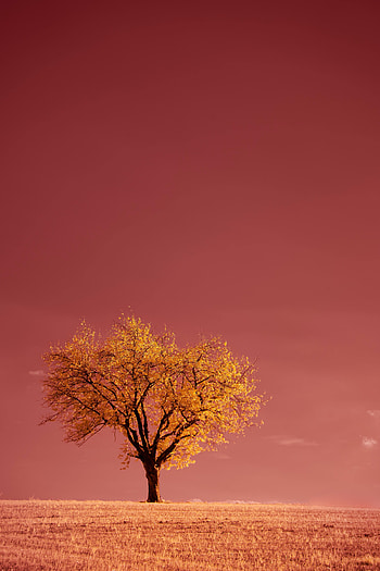 Nature, Pink, Horizon, Wood, Tree, Field HD phone wallpaper