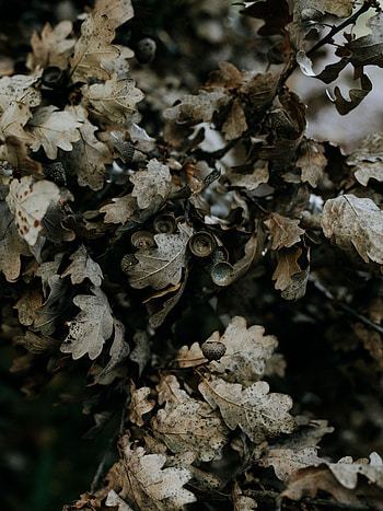 Nature, Leaves, Plant, Branch, Dry, Oak HD phone wallpaper