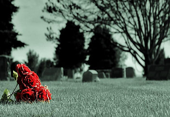 The end of forever, red roses, headstones, graveyard, black and white HD wallpaper