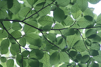 Close-up view of lush green leaves with sunlight filtering through, creating a natural serene backdrop. HD wallpaper