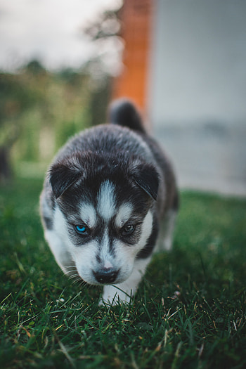 Animals, Dog, Sweetheart, Nice, Puppy, Husky, Heterochromia HD phone wallpaper