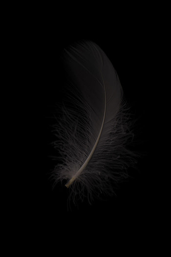Feather, Macro, Grey, Bw, Chb, Pen HD phone wallpaper