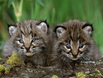 Animals, Cats, Tigers HD wallpaper