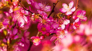 Spring season, flowering, blooming, spring, tree, beautiful, branch, pink, season, pretty, life, bee, blossoms HD wallpaper