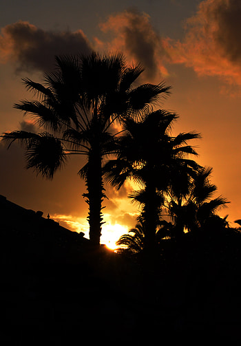 Sunset, Dark, Silhouette, Palm, Branches HD phone wallpaper