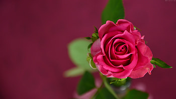 Rose , rose, flowers, nature, red, love HD wallpaper