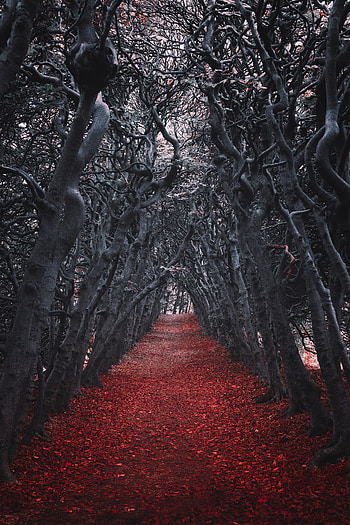 Alley, Nature, Trees, Autumn, Track HD phone wallpaper