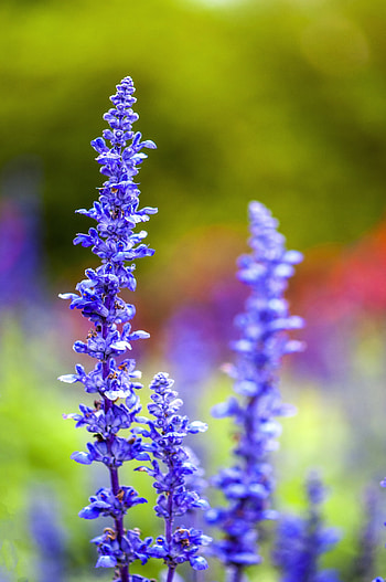 Blur, flora, flowers, purple, meadow HD phone wallpaper