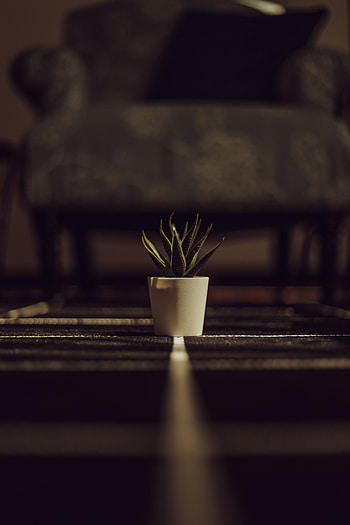 Flowers, Plant, Pot, Aloe HD phone wallpaper