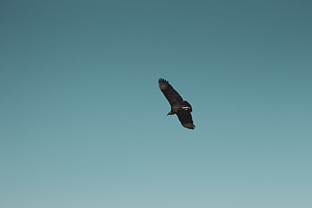Animals, Sky, Bird, Vulture, Fly, To Fly, Soar HD wallpaper