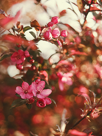 Flowers, Pink, Flower, Bloom, Flowering, Gardens HD phone wallpaper