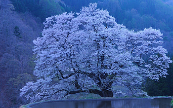 Landscape, Trees, Sakura HD wallpaper