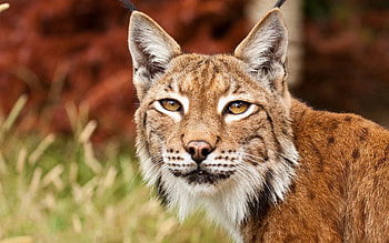 Animals, Iris, Muzzle, Big Cat, Sight, Opinion, Ears, Brush HD wallpaper