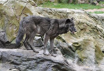 Eastern Timber wolf, dog, majestic, winter, grey, howl, grey wolf, beautiful, spirit, pack, canis lupus lycaon, snow, friendship, canine, mythical HD wallpaper