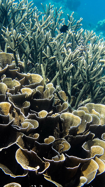 Coral reef , Digital background, Oceanic artwork, Stunning underwater scenes HD phone wallpaper