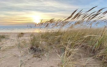 Bentgrass by Sea, Latvia, sea, beach, bentgrass, sunset HD wallpaper