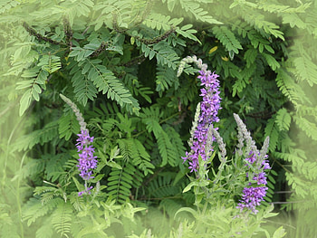 Plants, Flowers HD wallpaper