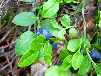 Food, Grass, Leaves, Bilberries, Berry HD wallpaper