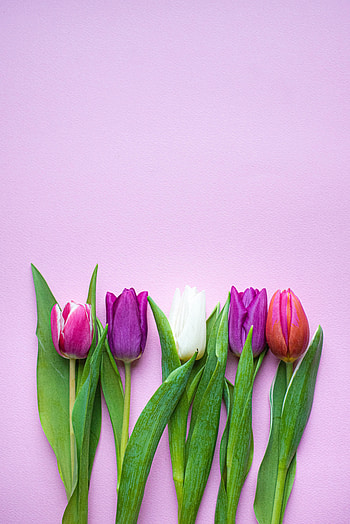 Plants, Flowers, Tulips, Bloom, Flowering, Spring HD phone wallpaper
