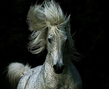 White Horse, eyes, mane, horse, white HD wallpaper