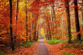 Pathway in the bright autumn forest, colorfyl, path, fall, trees, autumn, beautiful, forest, walk HD wallpaper
