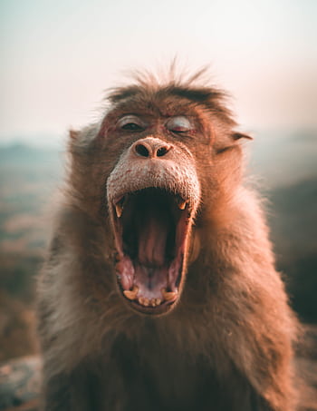 Close-up of a yawning monkey displaying teeth in its natural habitat, showcasing wildlife behavior. HD phone wallpaper