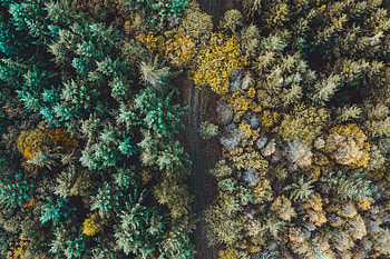 Nature, Trees, View From Above, Road, Forest, Overview, Review HD wallpaper