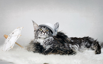 Animals, Cat, Fluffy, Umbrella, Hat HD wallpaper