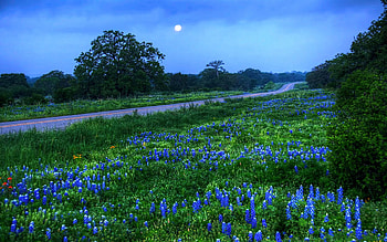 Moonlit Bluebonnets, moon, blossoms, trees, landscape, sky HD wallpaper