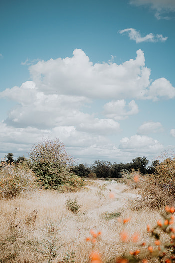 Landscape, Nature, Trees, Grass, Bush, Dry HD phone wallpaper