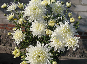 Flowers, Chrysanthemum, Bouquet, Wall HD wallpaper