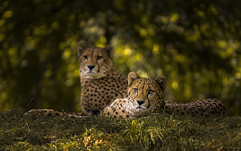 Cheetah, cat, catanimal, big HD wallpaper