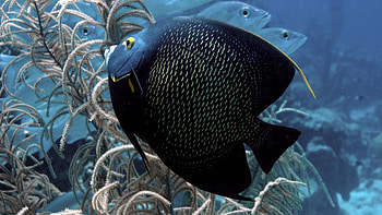 Animals, Beautiful, Underwater World, Fish, Flat HD wallpaper