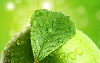 Apple, Drops, Macro, Leaf, Sheet HD wallpaper
