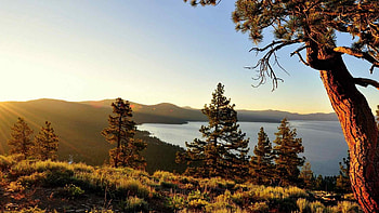 Pine tree , Diverse tree , Nature's tapestry, Woodland beauty HD wallpaper