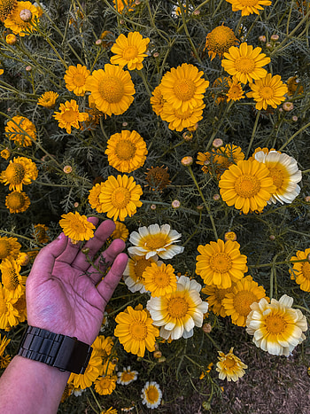 Flower, people_in_nature, petal, marigold HD phone wallpaper