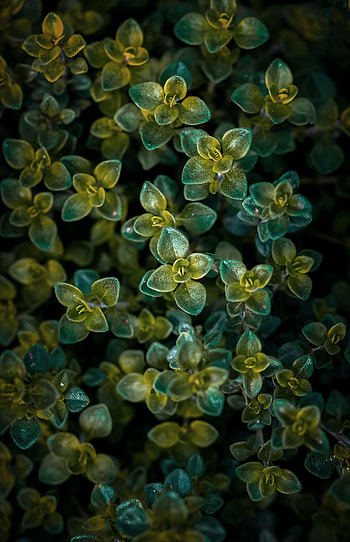 Nature, Leaves, View From Above, Plant HD phone wallpaper
