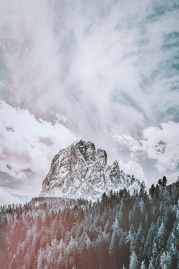 Forest, tree, high mountain, cloudy day HD phone wallpaper