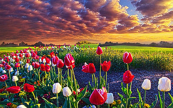 Spring Blossoms, clouds, landscape, sky, tulips, sunset HD wallpaper
