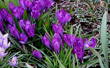 Spring, Flowers, Grass, Snowdrops HD wallpaper
