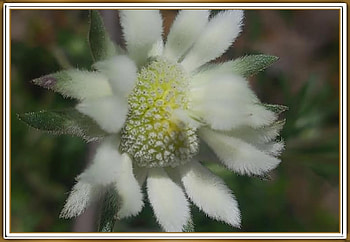 FLANNEL FLOWER, FLOWER, PRETTY, NATURE HD wallpaper