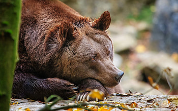 Animals, Leaves, Bear, Sleep, Dream HD wallpaper